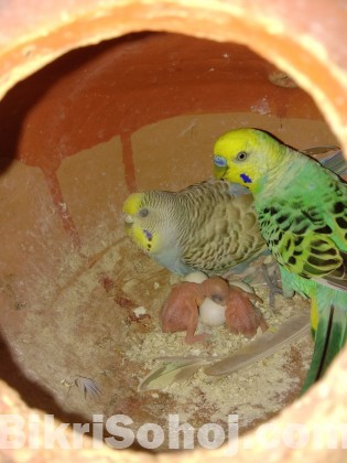 budgerigar bird